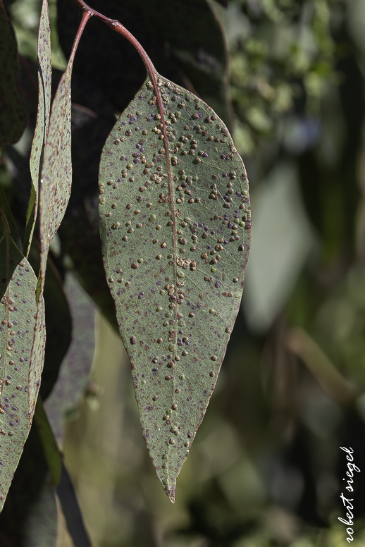 emily renzel wetlands 2026